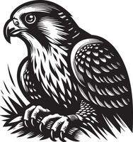 Striking Black and White Illustration of a Majestic Falcon Perched on a Branch vector