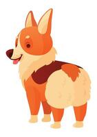 Cartoon illustration of a cute welsh corgi dog standing on all fours and turning its head back, showing its fluffy butt, isolated on white background vector