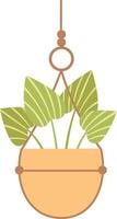 Decorative houseplant featuring striped leaves hangs gracefully from the ceiling in a macrame planter, enhancing interior spaces with a refreshing touch of nature and greenery vector