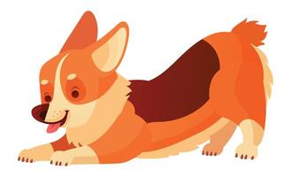 Adorable welsh corgi dog, known for its short legs and playful nature, is stretching its body, showing its tongue, and getting ready for playtime vector