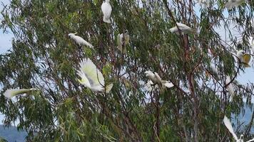 A group of sulfur-crested cockatoos takes flight from a tree in Port Douglas, Australia, under natural daylight video