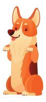 Cartoon welsh corgi pembroke sitting on hind legs, playfully sticking out its tongue, exuding happiness and charm, creating a delightful scene against a clean white background vector