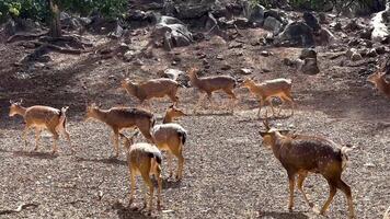 Deer group together in a natural setting video