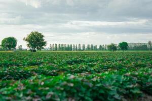 A field of green plants with trees in the background photo