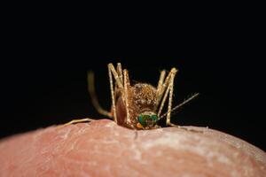 A mosquito on a finger with a black background photo