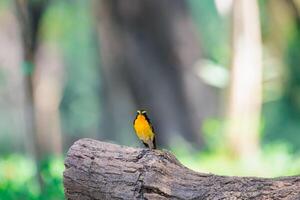 A small bird perched on a tree branch in the woods photo