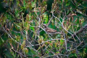 A bird sitting on a branch in a tree photo
