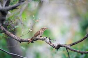 Bird sitting on a tree branch photo