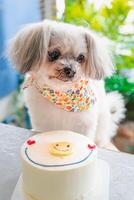 A dog sitting on a table with a cake photo