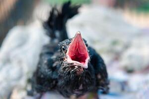 A bird with its mouth open photo