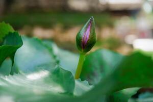 A bud of a lotus flower is growing on a leaf photo