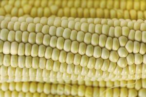 close-up of corn kernels, showing smooth texture and natural shine. photo