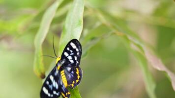 A butterfly with striking patterns rests on a leaf, captured in natural light, showcasing its vibrant colors and delicate wings video