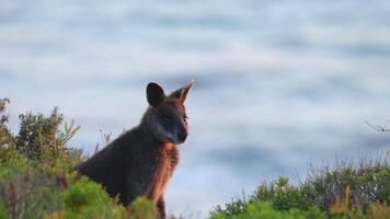 A kangaroo stands amidst coastal vegetation, gazing towards the ocean under soft, natural lighting video