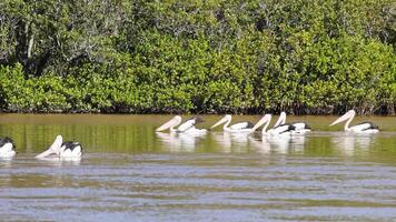 A flock of pelicans gracefully floats on a serene river in Nambucca, NSW, surrounded by lush greenery under bright daylight video