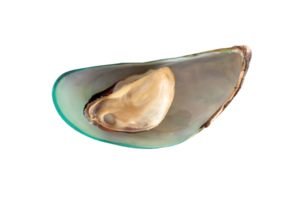 Single cooked or steamed green mussels isolated with clipping path in file format png