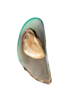 Top view of single cooked or steamed green mussels isolated with clipping path in file format png