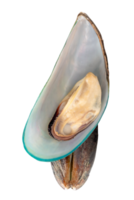 Two steamed green mussels in stack isolated with clipping path in file format png