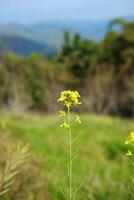 Blooming fresh yellow Canola Rape flowers meadow on green lawn in wildflower and forest with blue sky on mountain photo