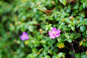 Blooming pink Common Purslane or moss rose flower on green lawn grass in natural sunlight shining day in garden. Copy space photo