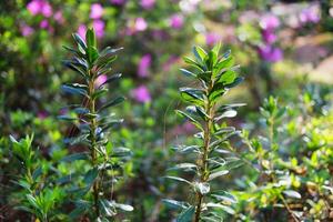 Bright and fresh green leaves of plant in blooming pink flowers field with sunlight on summer. Ecology natural background photo