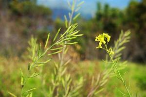 Blooming yellow Canola Rape flowers meadow in wildflower and forest with blue sky on mountain photo