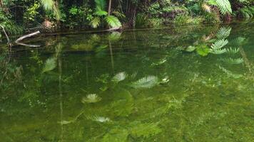 Calm river scene with lush greenery and clear reflections. Soft lighting enhances the tranquil atmosphere in a natural setting video