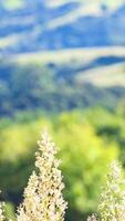 Sunlit flowers sway gently against a backdrop of lush greenery and distant hills, creating a tranquil and vibrant scene video