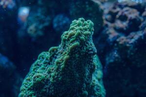 Montipora SPS Coral Macro Photo Reef Closeup Stony Coral Underwater Marine Polyp Texture Aquarium