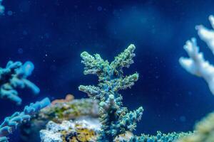 Acropora SPS Coral Macro Photo Branching Reef Polyps Underwater Marine Life Closeup