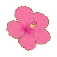 Beautiful pink hibiscus flower illustration with delicate petals perfect for tropical summer decoration design greeting cards fabric prints patterns and creative botanical themed projects vector