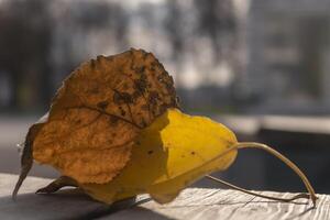 2 autumn leaves closeup dry and alive yellow one. Selective focus. photo