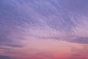 Purple or pink bright sunset sky with many small and soft gray clouds. Background. photo
