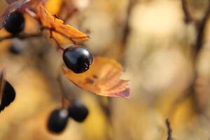 Black berry and yellow autumn leaves. Macro image. Selective focus. photo