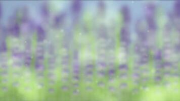 Blurred lavender field animation with gentle transitions and soothing colors, creating a serene and calming atmosphere video