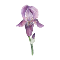 Violet iris with an unsuccessful bud on a green stem. The flower is painted with watercolor in delicate pastel colors in a botanical style. For wedding invitations, goals of design, packaging, cards png