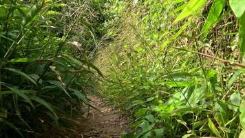 Exploring a lush, green jungle path video