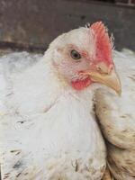 a close-up of a white chicken from one side, focusing on its beak and eye, providing an intimate glimpse of its distinctive features and personality. photo