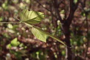Maple leaves in the summer sunny forest photo
