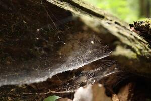 Cobweb in a summer green forest photo