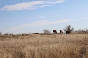 sheep graze in the steppe, summer nature photo