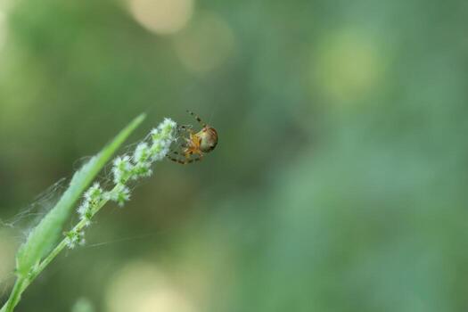pequeño araña en macro, verano naturaleza foto