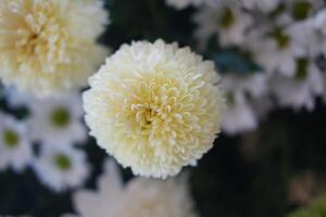Soft Yellow White Chrysanthemum Bloom photo