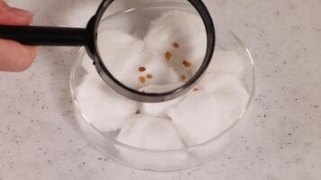 A magnifying glass inspects seeds on cotton wool in a lab setting. Bright lighting highlights the scientific observation process video