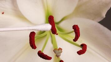 A cotton bud collects pollen from a lily's stamen in a detailed macro view video
