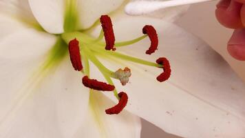 Close-up of a lily flower being pollinated manually with a cotton swab, highlighting the stamen and anther interaction video