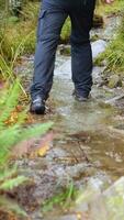 A person walks through a lush, wet forest trail, showcasing nature's tranquility and adventure video