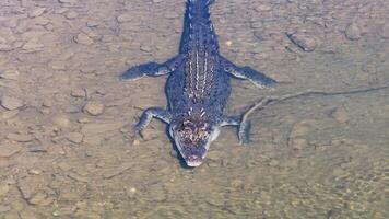 Drone footage captures a saltwater crocodile swimming in clear waters, highlighting its textured scales and powerful presence video