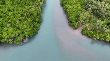 Drone footage captures lush mangroves and winding river in Port Douglas, Australia, showcasing vibrant greenery and serene waterway video