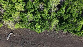 Drone footage captures a saltwater crocodile on a muddy riverbank near lush mangroves in Port Douglas, Australia video